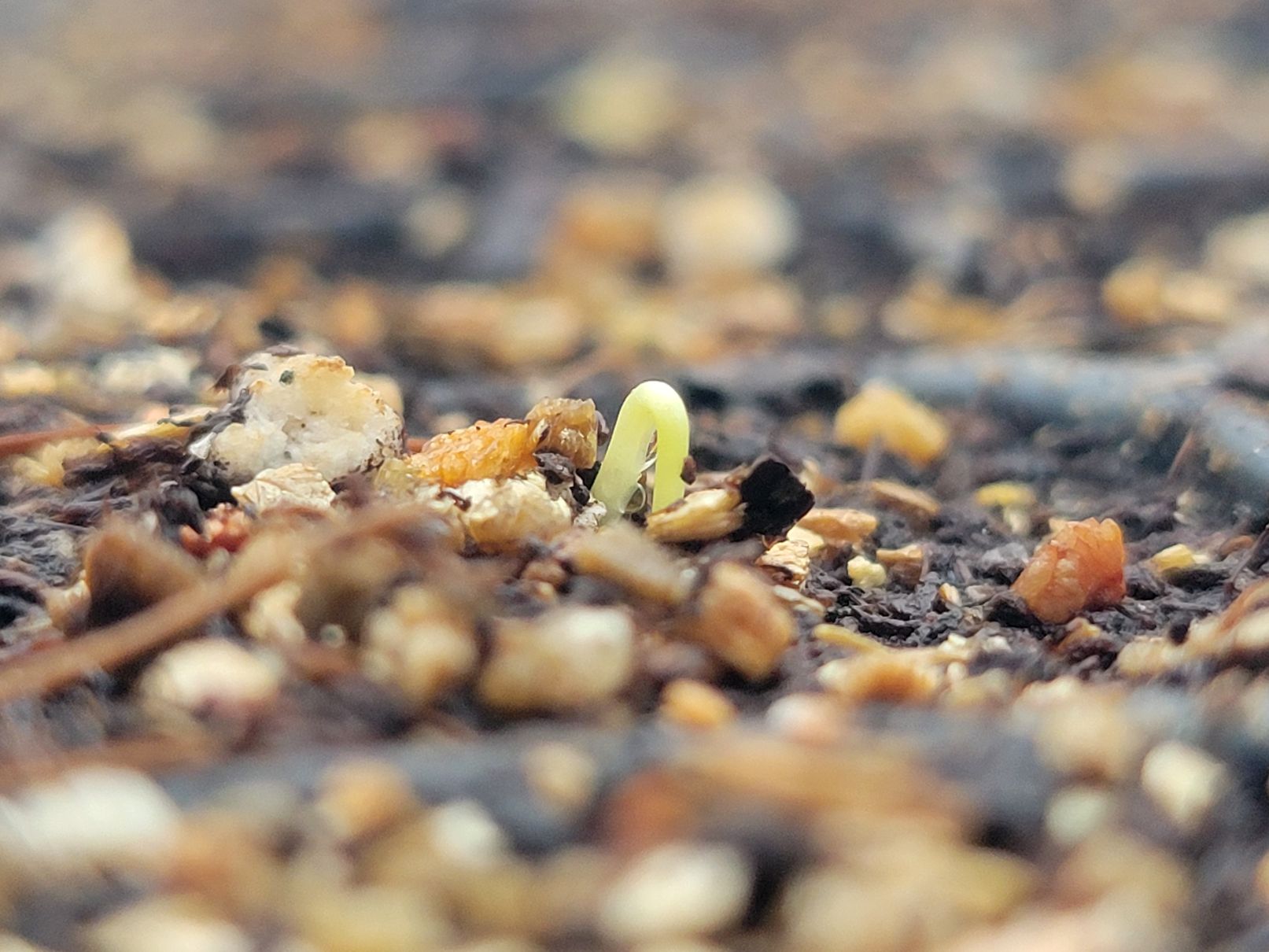Windflower hopeful seedling